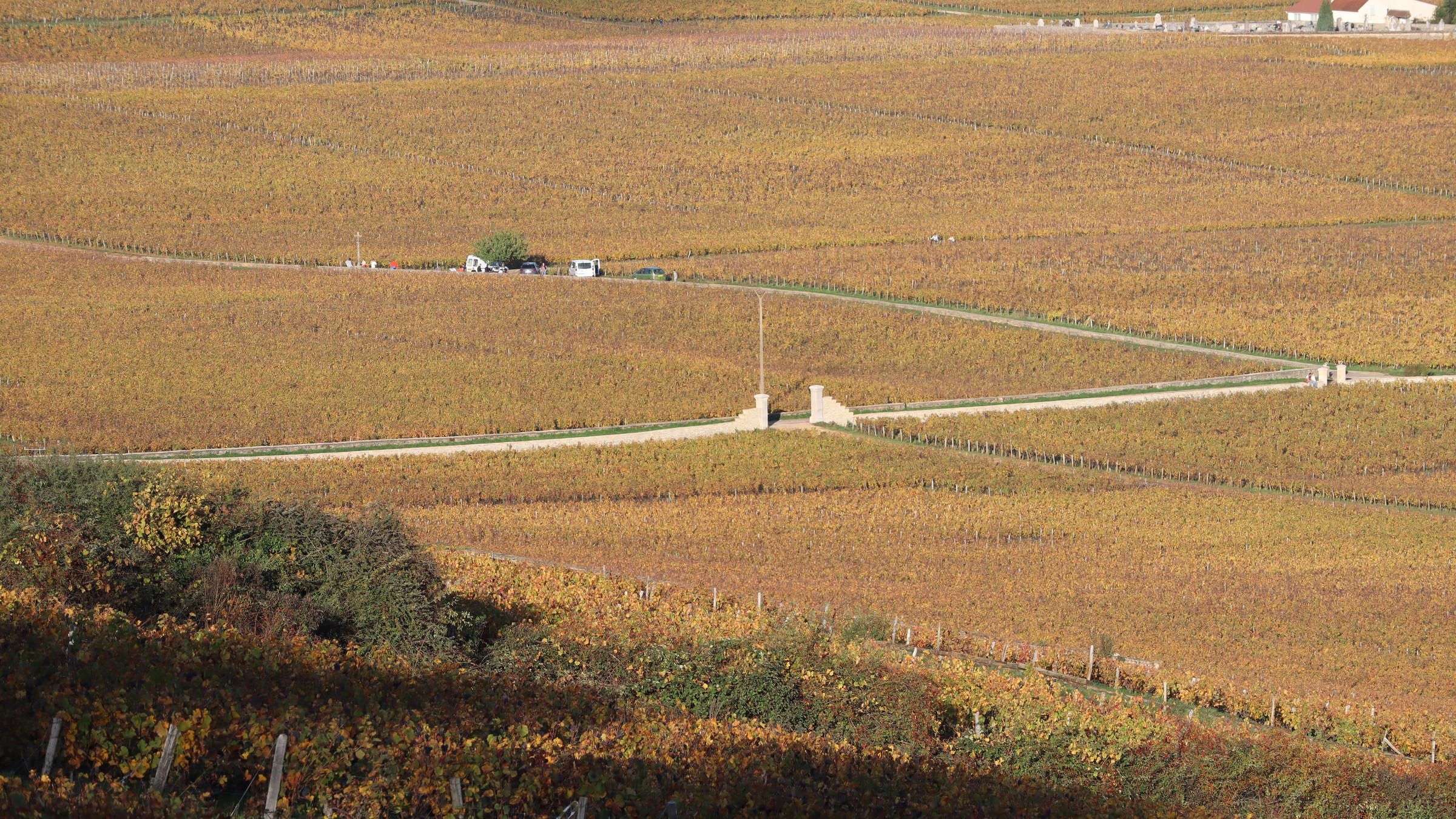 Grand cru vine rows at Vosne-Romanée in the Côte d'Or, the world's most valuable vineyard land