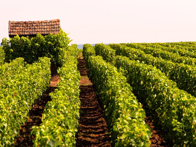 A small, rustic stone building with a tiled roof stands amidst rows of vibrant green grapevines under a bright sky.