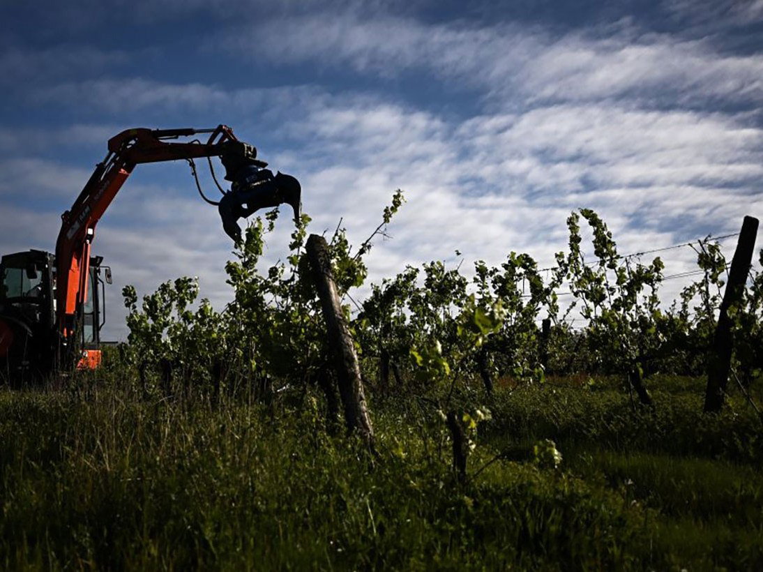 Kubota excavator removes vines in Bordeaux's Pauillac and Margaux, facing a fourth year of decline.