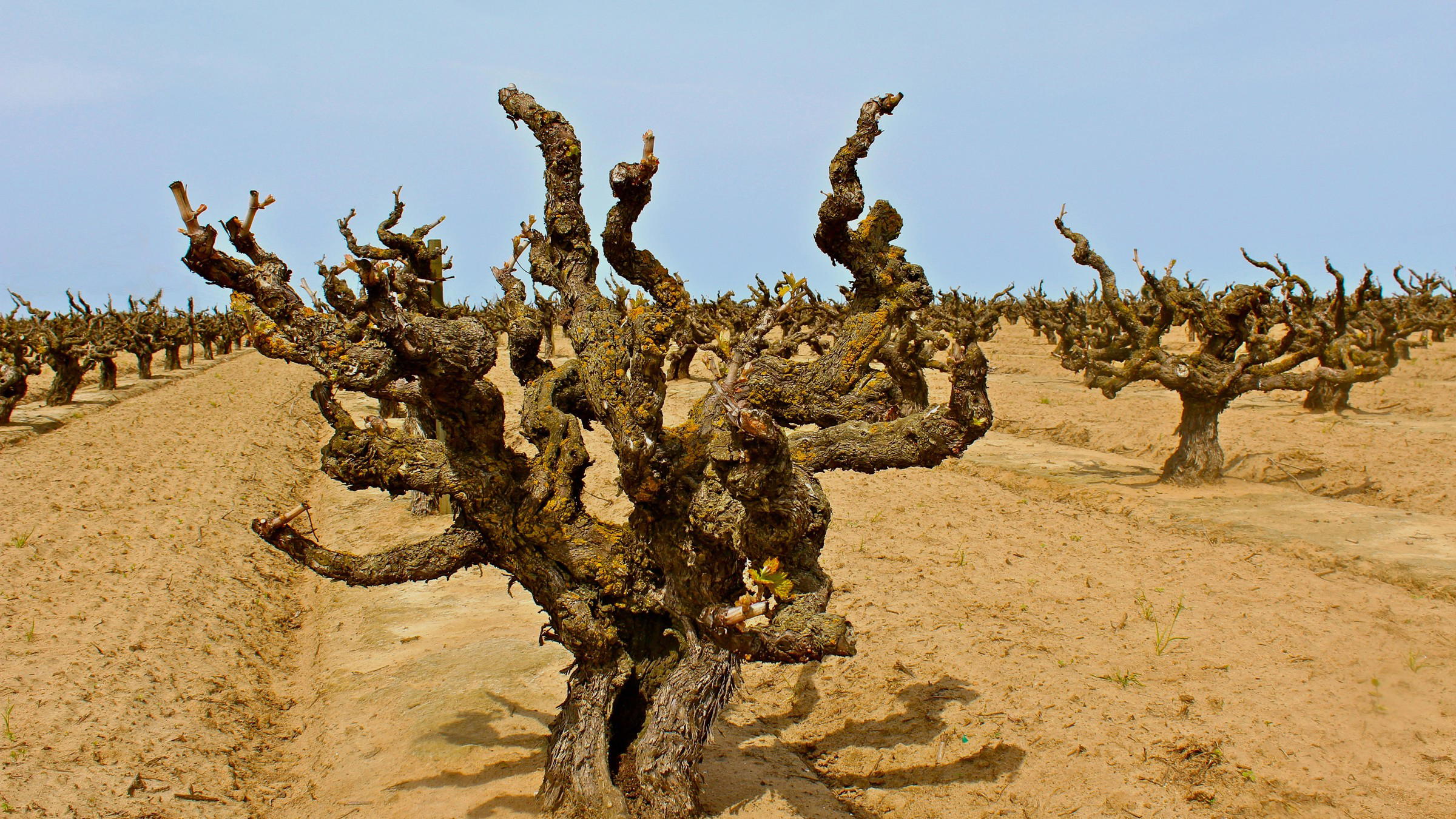 California Old Vine Vineyards: Why Tegan Passalacqua Champions Individuality Over Efficiency