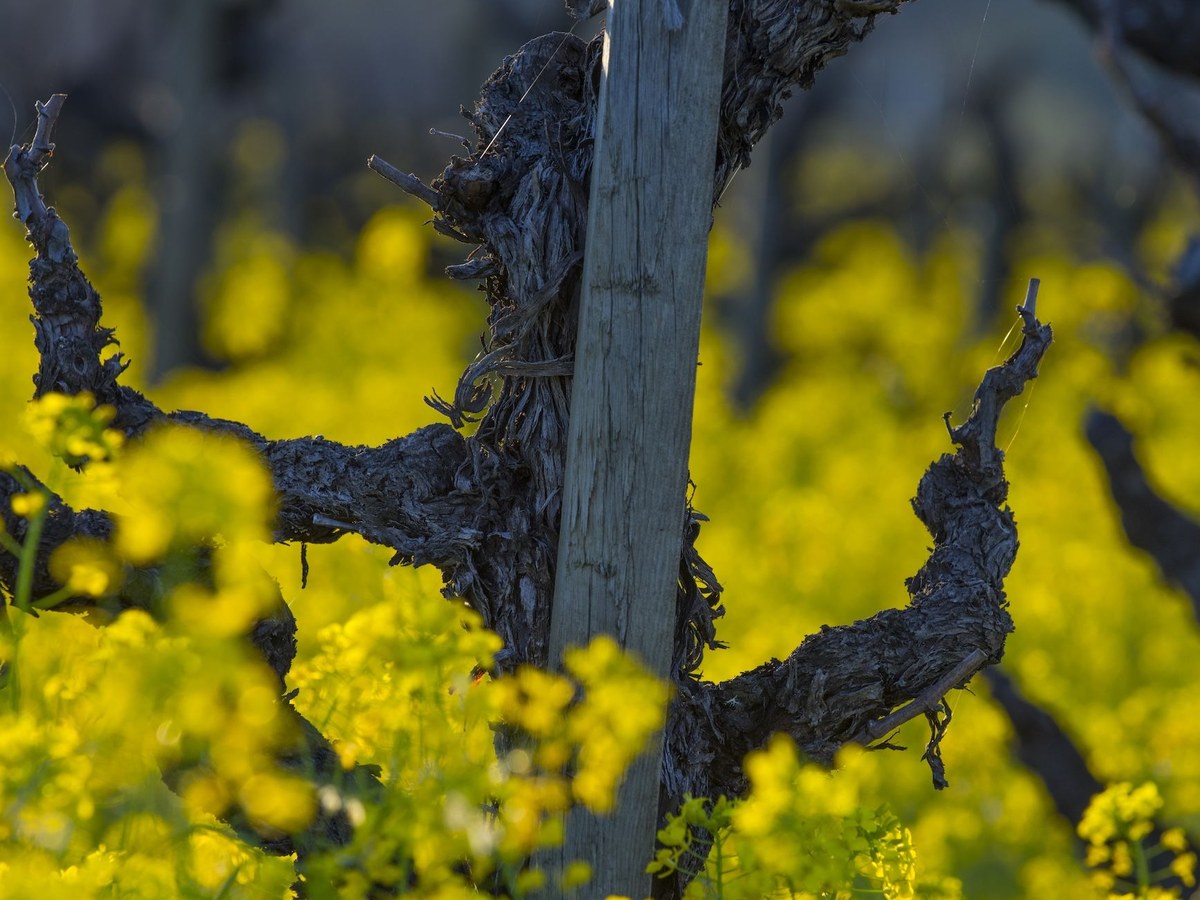 Compagni Portis vineyard: old vines and mustard flowers bloom in California.