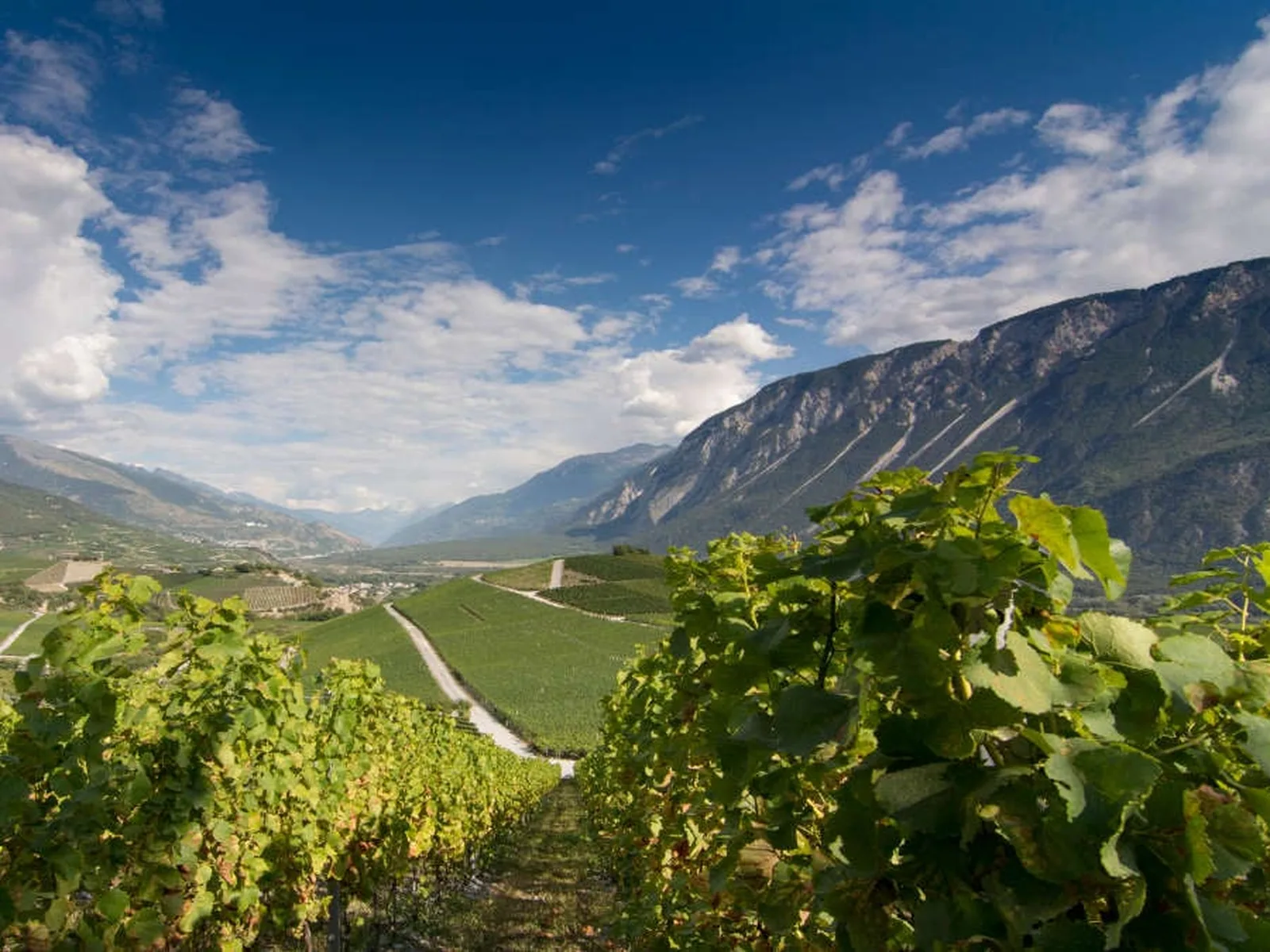 Vineyards in the Rhône Valley