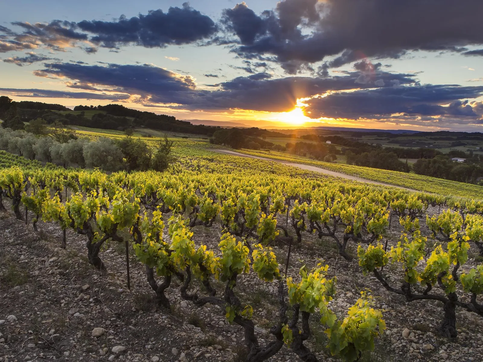 Vineyards in the Rhône Valley