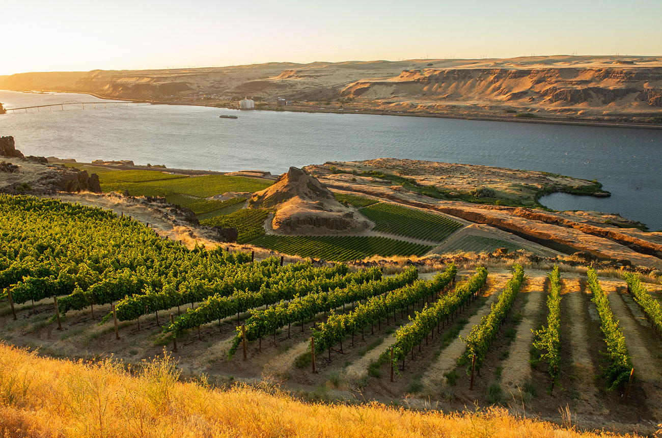 Saxum Wine Allocation: Can You Join the List in 2026?