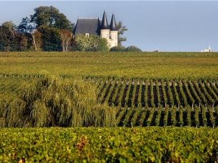 A sweeping view of Pauillac vineyard rows in autumn golden-green canopy with a white château featuring dark conical towers visible in the background,