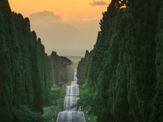 A long, straight road, Viale dei Cipressi, lined with tall cypress trees under a golden sunset sky, leading towards a distant horizon.