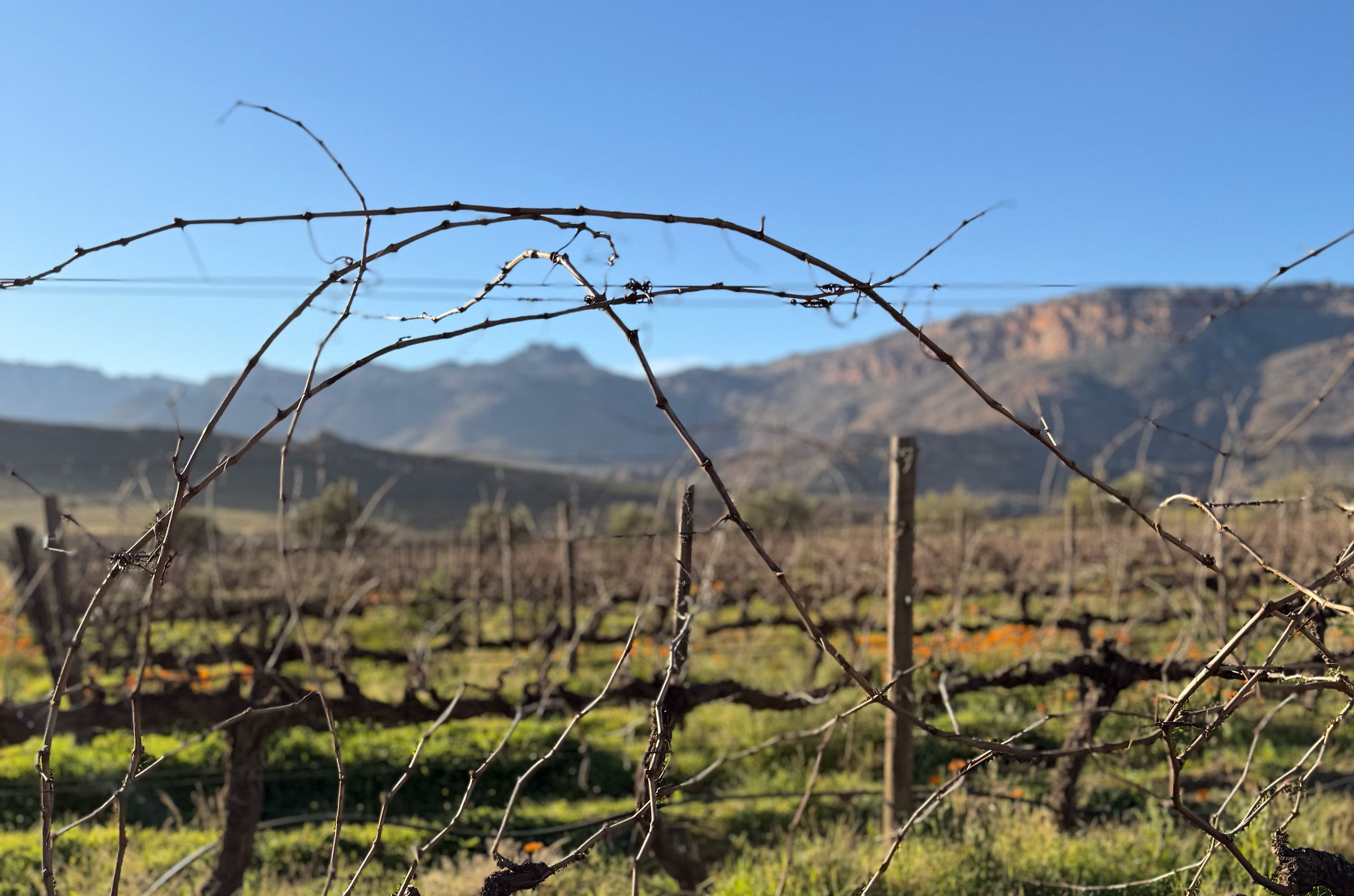 Cederberg High-Altitude Wine and the Cape's Ascent