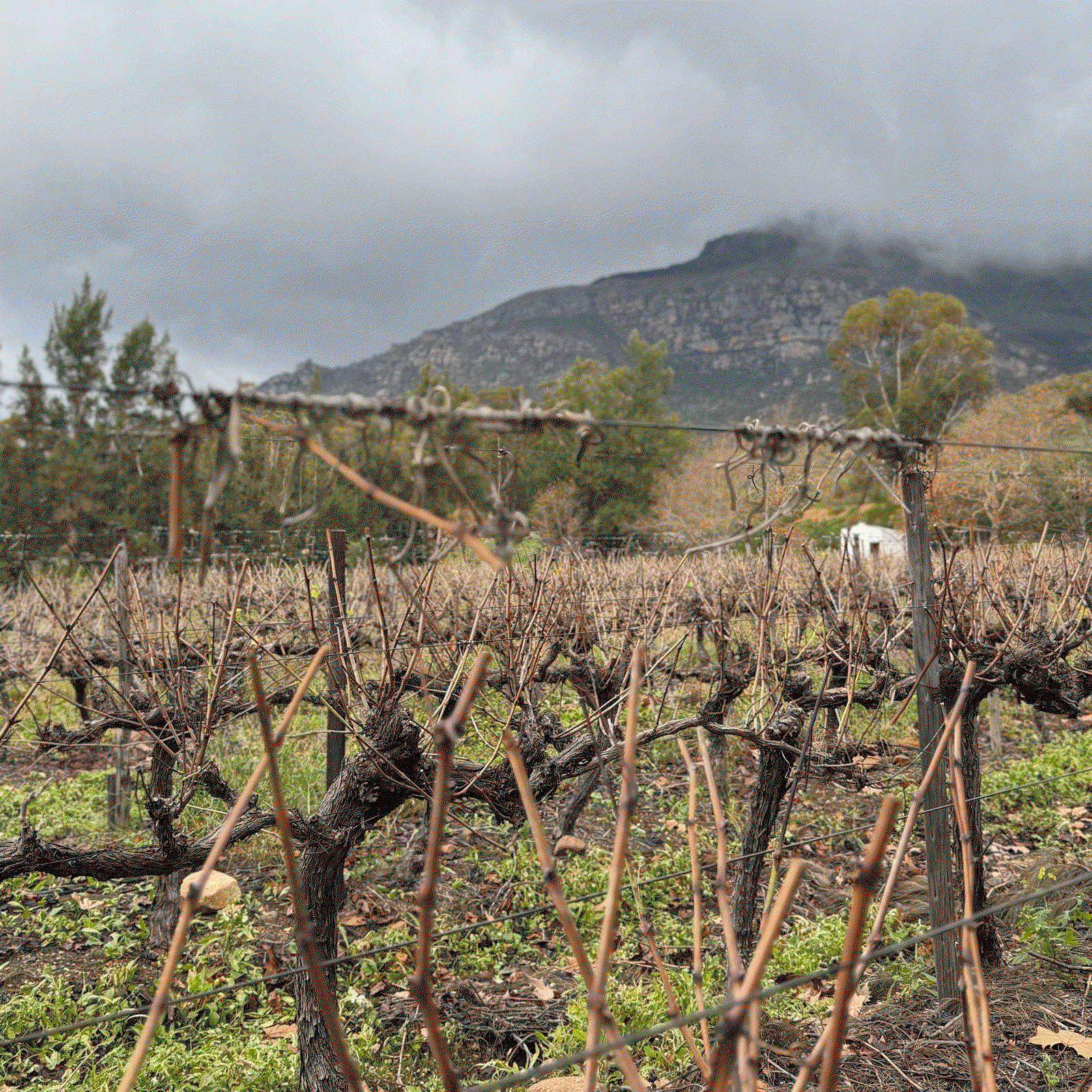 Dormant vineyard in winter with pruned vines in foreground, mountain backdrop shrouded in clouds