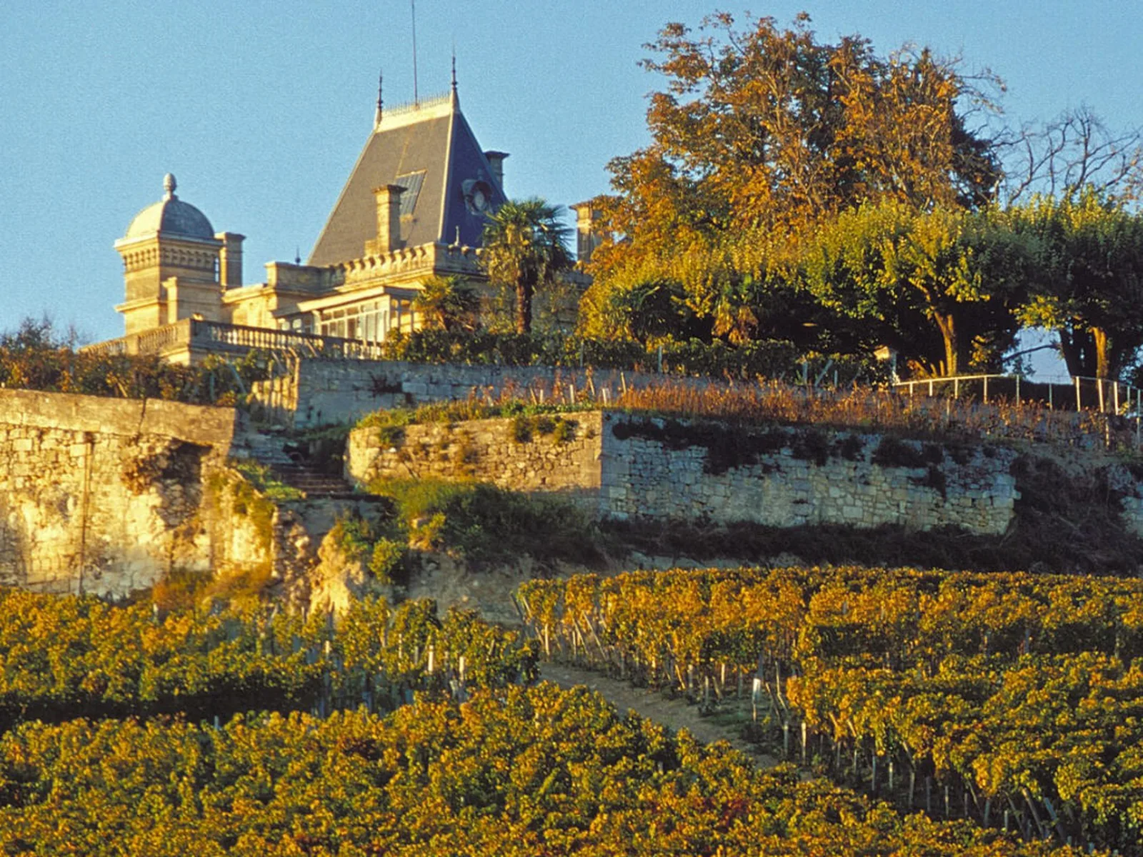 Vineyards in Bordeaux