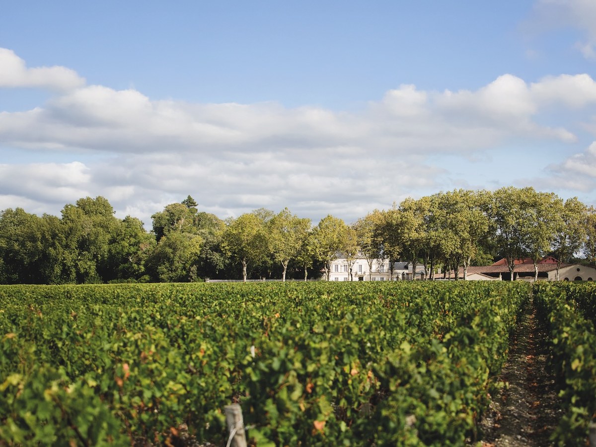 Rows of green grapevines at Château Batailley in Pauillac, with a white château building and outbuildings visible behind tall trees under a partly cloudy sky.