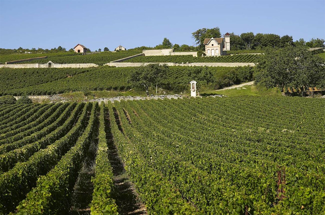 Meursault's rolling vineyards and village buildings capture the essence of Burgundy's Côte de Beaune.