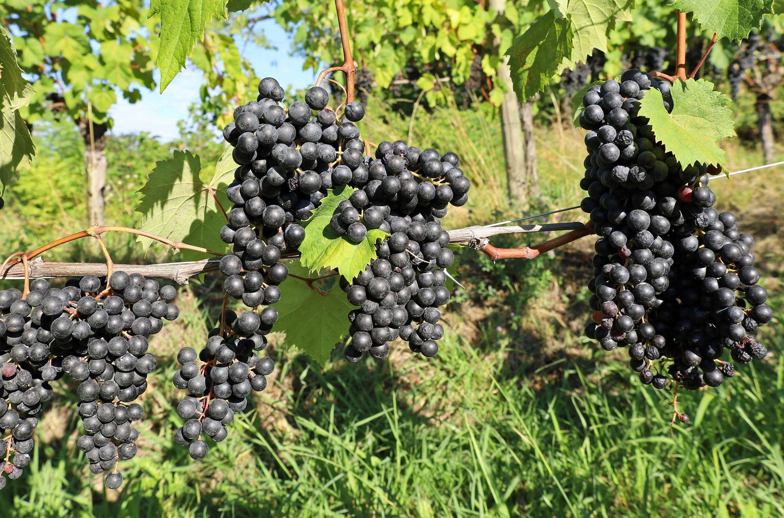 Close-up of dark purple grapes in large bunches hanging from grapevines with green leaves in a vineyard setting.