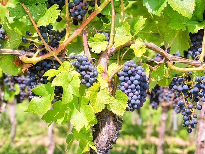 Close-up of dark blue/purple wine grapes hanging in heavy clusters from lush green grapevines in a vineyard.