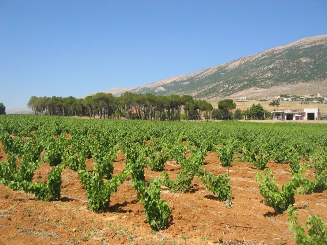 The Bekaa Valley's ancient viticultural landscape, a testament to its enduring beauty and vulnerability.
