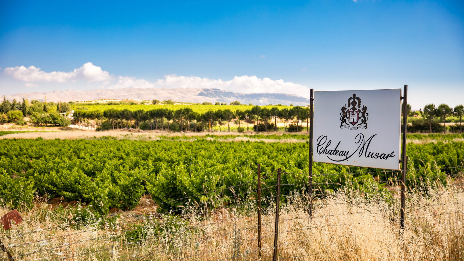 A Chateau Musar estate sign stands before rows of green grapevines in the Bekaa Valley, Lebanon, with mountains in the background.