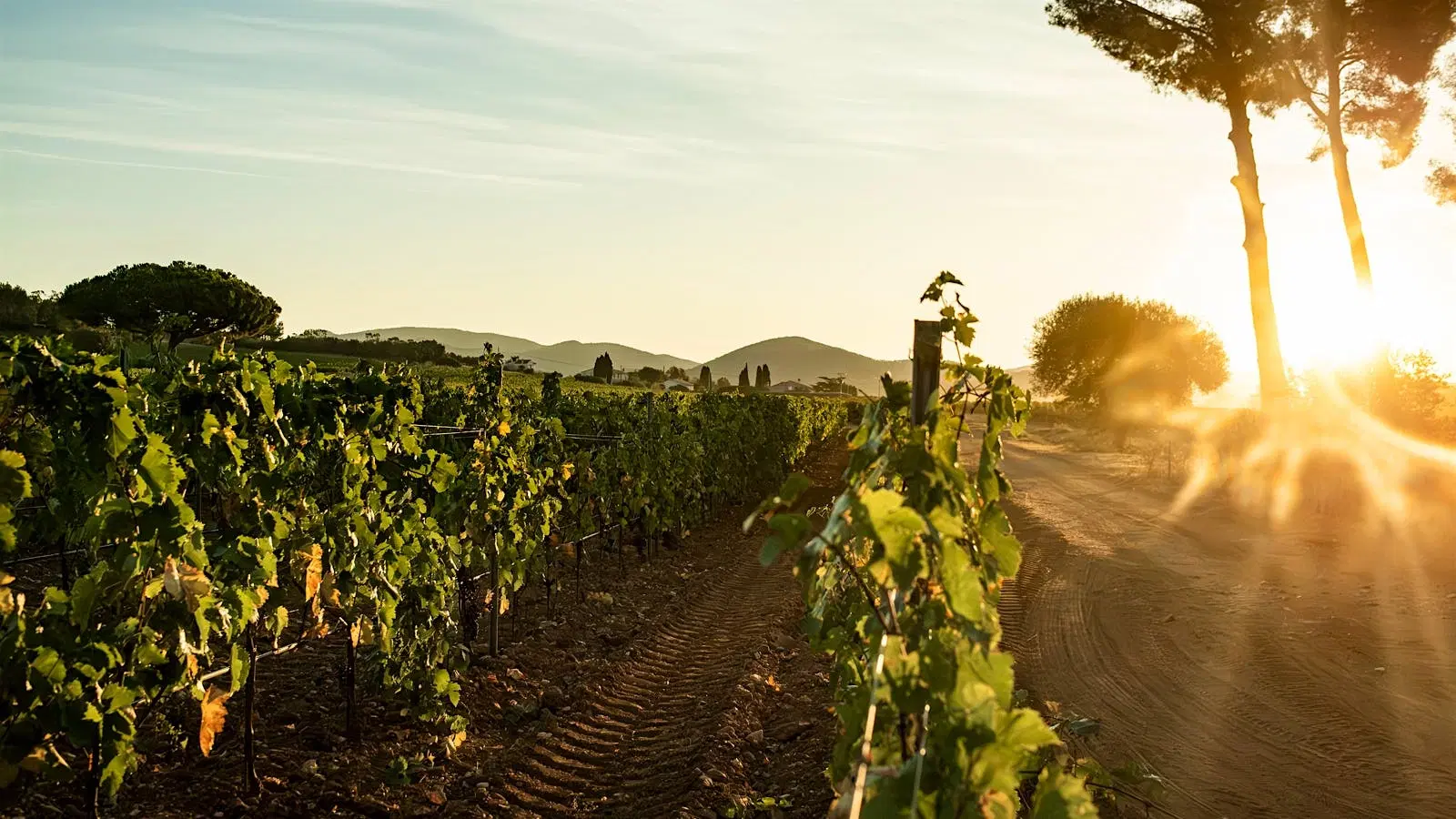 Cover image for guide: Château Sainte Marguerite Rosé: Five Decades of Massal Selection and Organic Viticulture