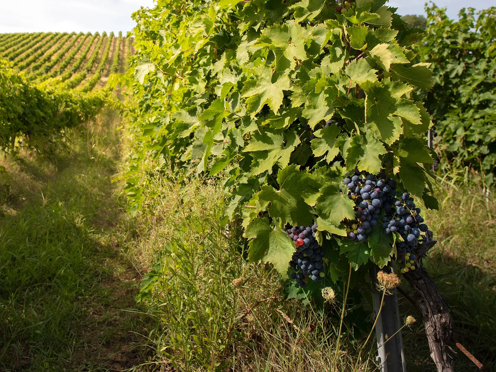 Vineyards in Florence
