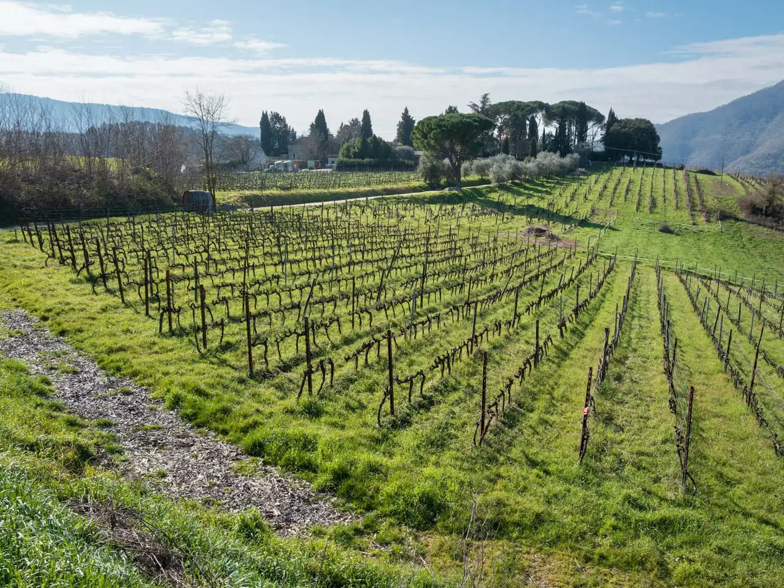 Vineyards in Florence