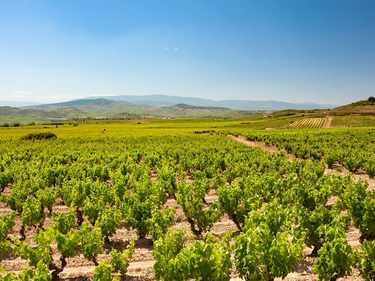 An expansive vineyard landscape in Rioja Alta under a clear blue sky, with rows of green grapevines stretching across rolling hills towards distant