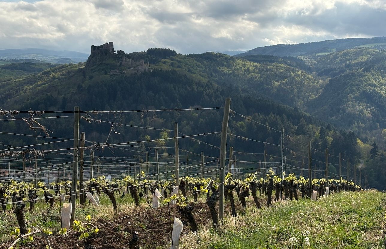 Gamay St Romain: The Local Biotype, with a dramatic ruined castle overlooking the emerging vineyard.