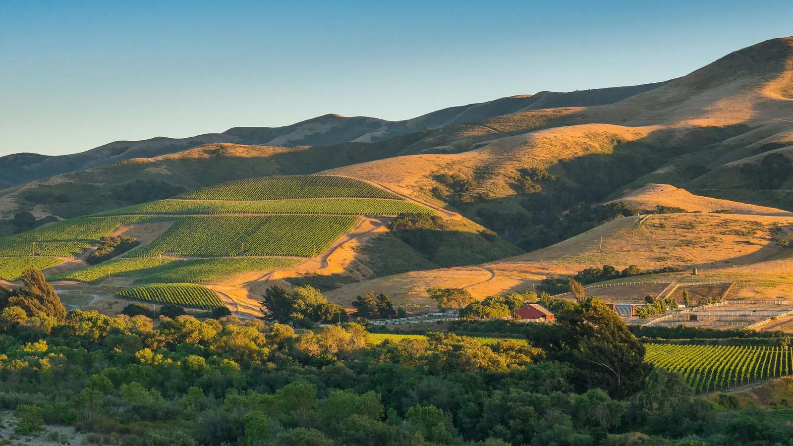 Côtes du Forez Wines: Volcanic Gamay at the Loire's Source