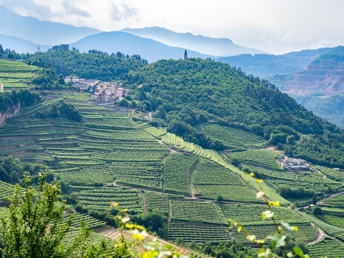 Cembra Valley's high-altitude terraced vineyards, home to mountain Chardonnay, wind through the mountainous terrain.