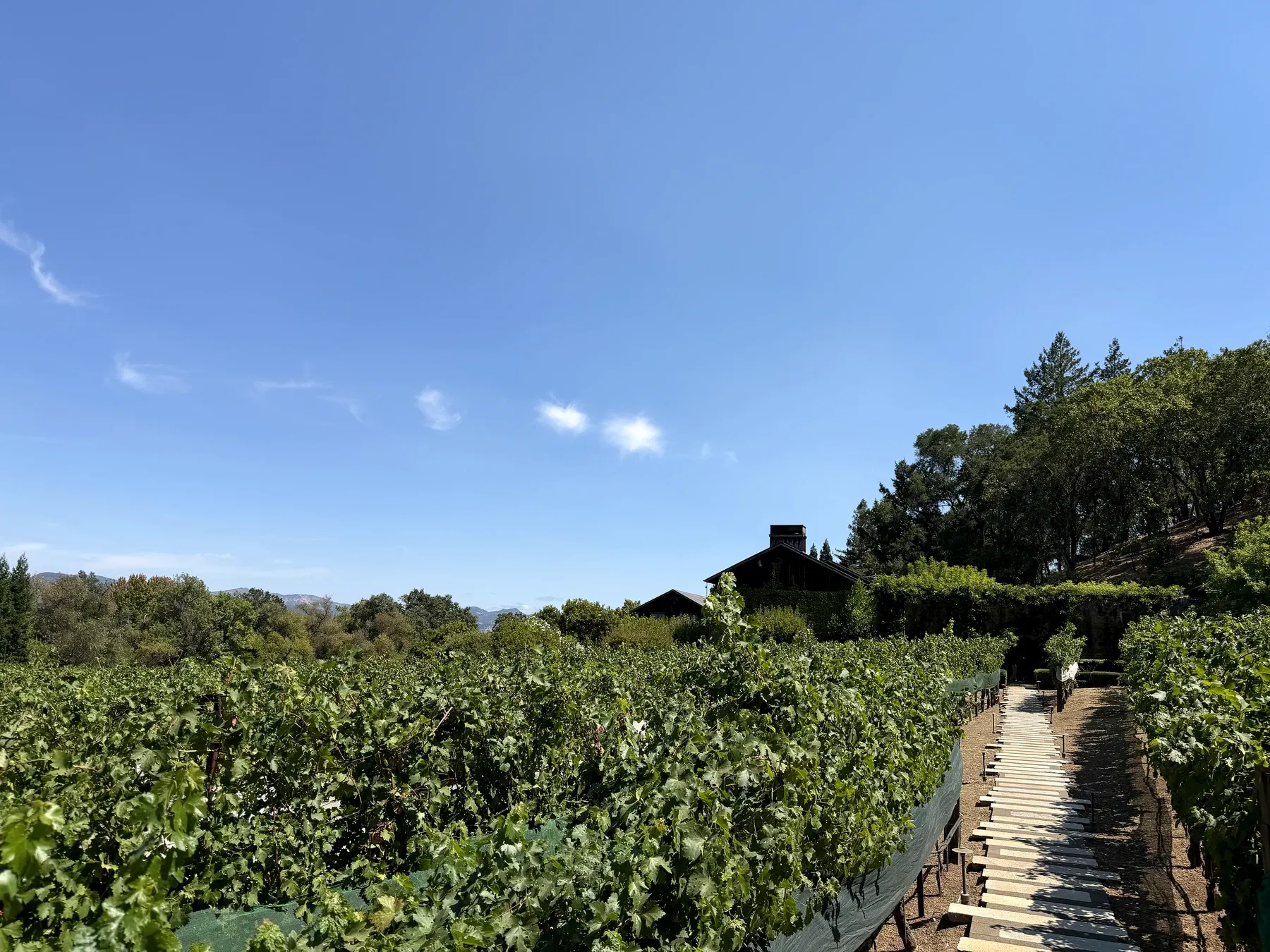 Helms Vineyard rows leading toward the historic Dana Estates winery in Rutherford