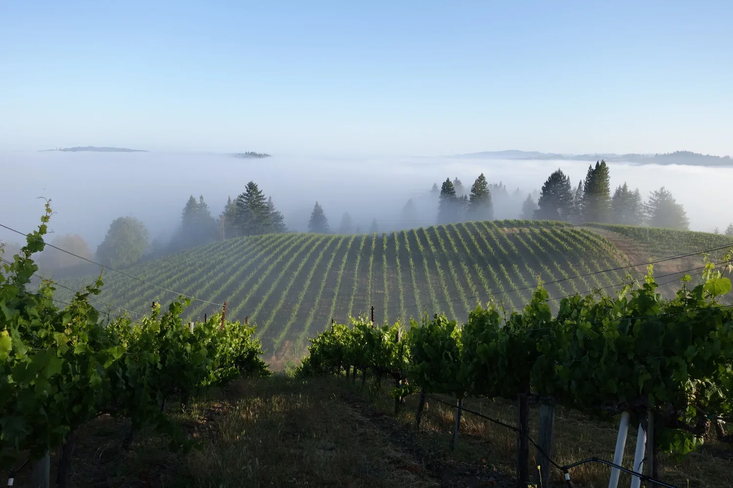 A misty vineyard in the foreground with grapevines on trellises, surrounded by fog-covered forested hills and evergreen trees in the background under a clear sky.