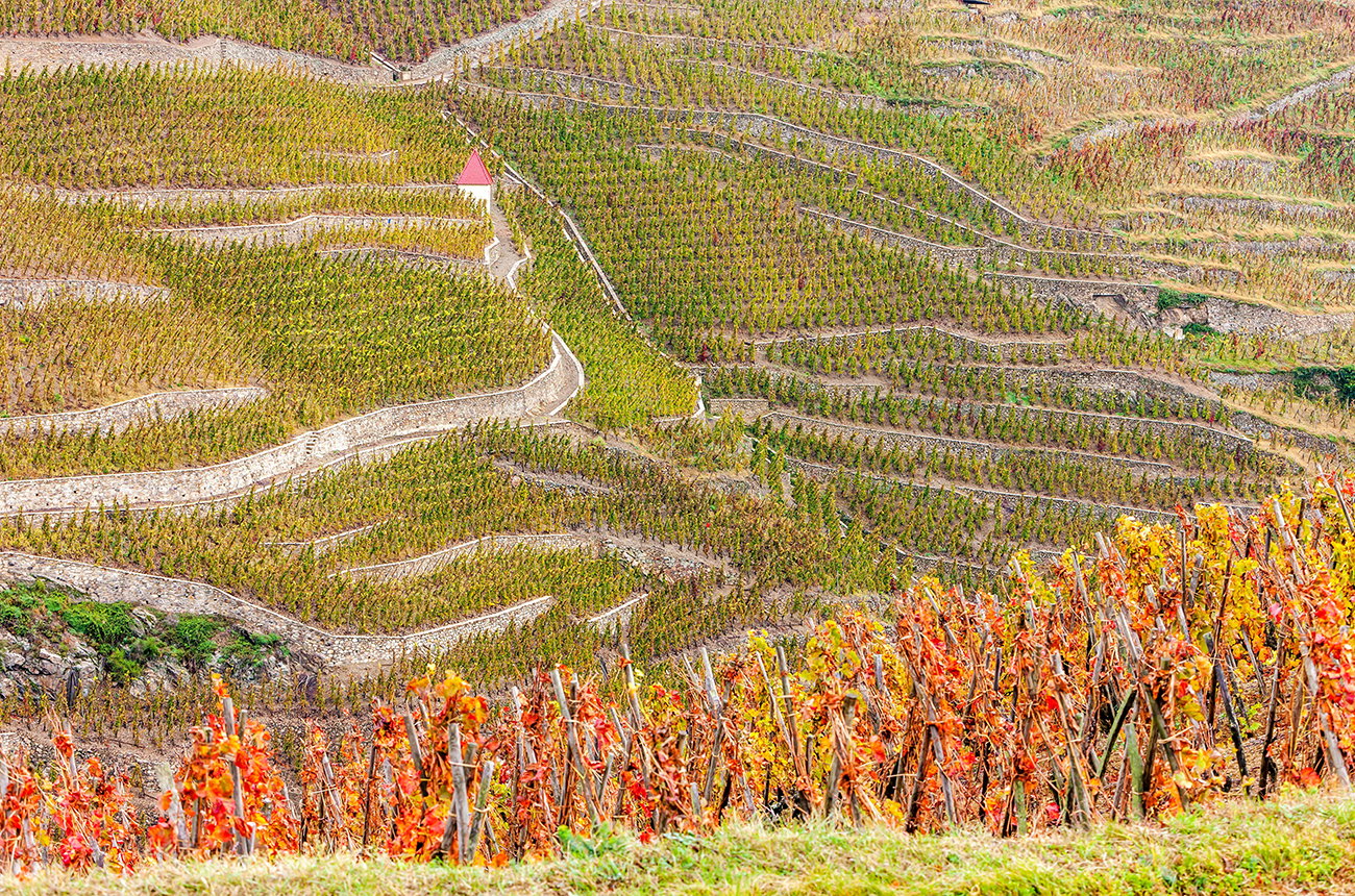 Aerial view of steep hillside vineyards with autumn-colored grapevines in the foreground and terraced rows of green vines below, separated by stone walls and winding paths.