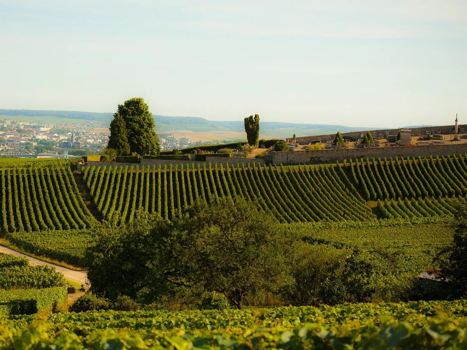 Vineyards in Champagne