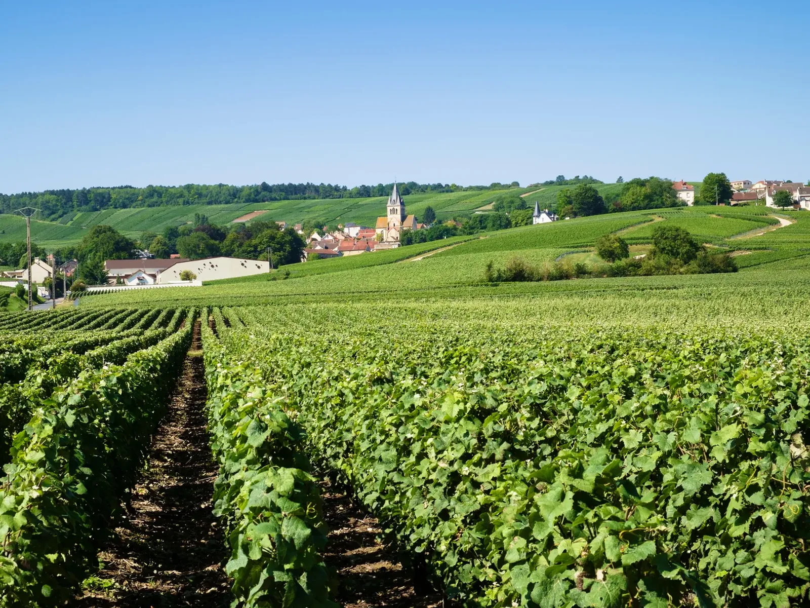Vineyards in Champagne