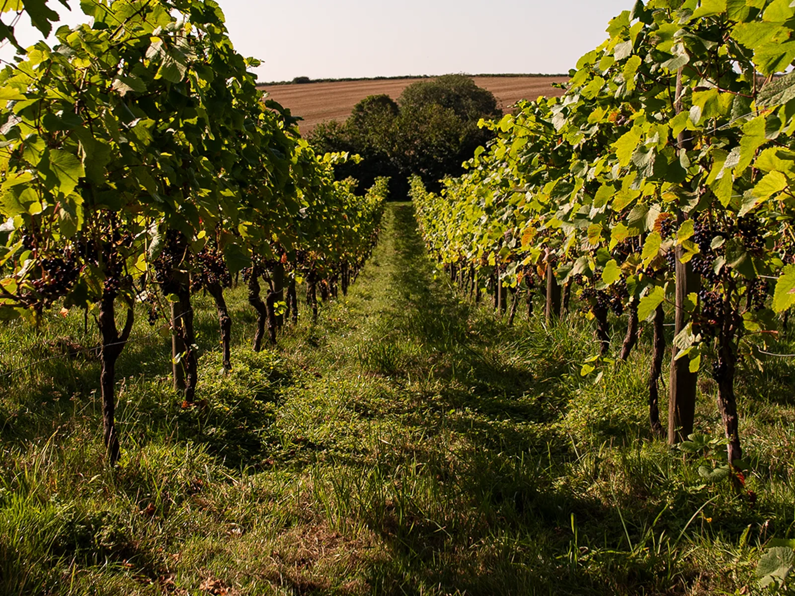 Vineyards in London