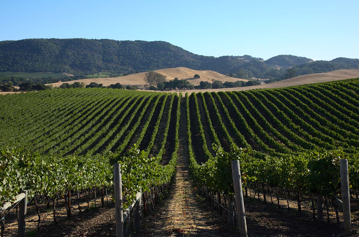 Domaine Carneros Sustainability Earns Napa’s Award