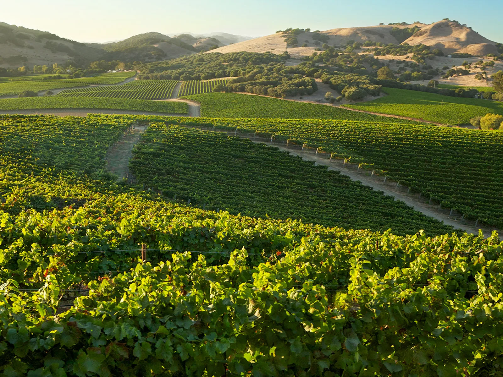 Vineyards with rolling hills and green foliage in Napa Valley.