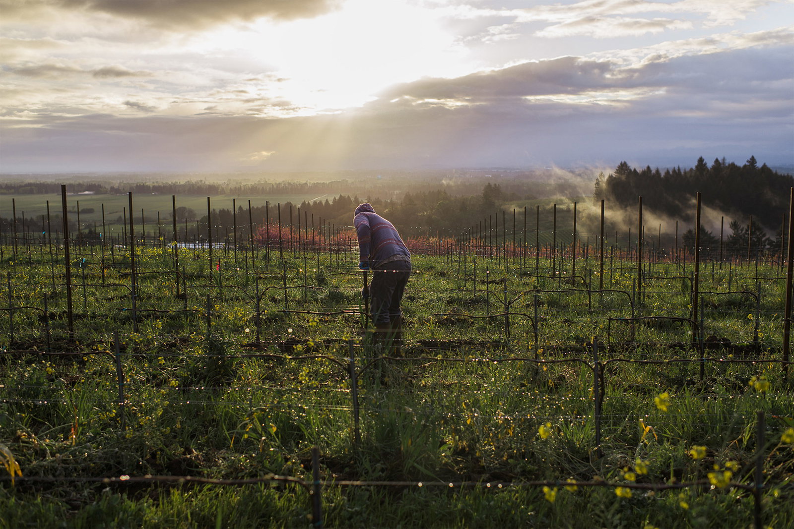 A worker tends vines in the Eola-Amity Hills AVA, where Rose & Arrow Estate Touchstone Pinot Noir is made.