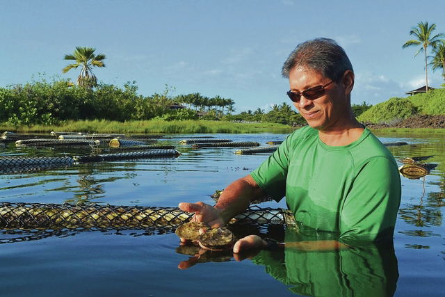 Four Seasons Hualalai's David Chai inspects oysters in Punawai pond, a golf hazard turned into a thriving fishery.