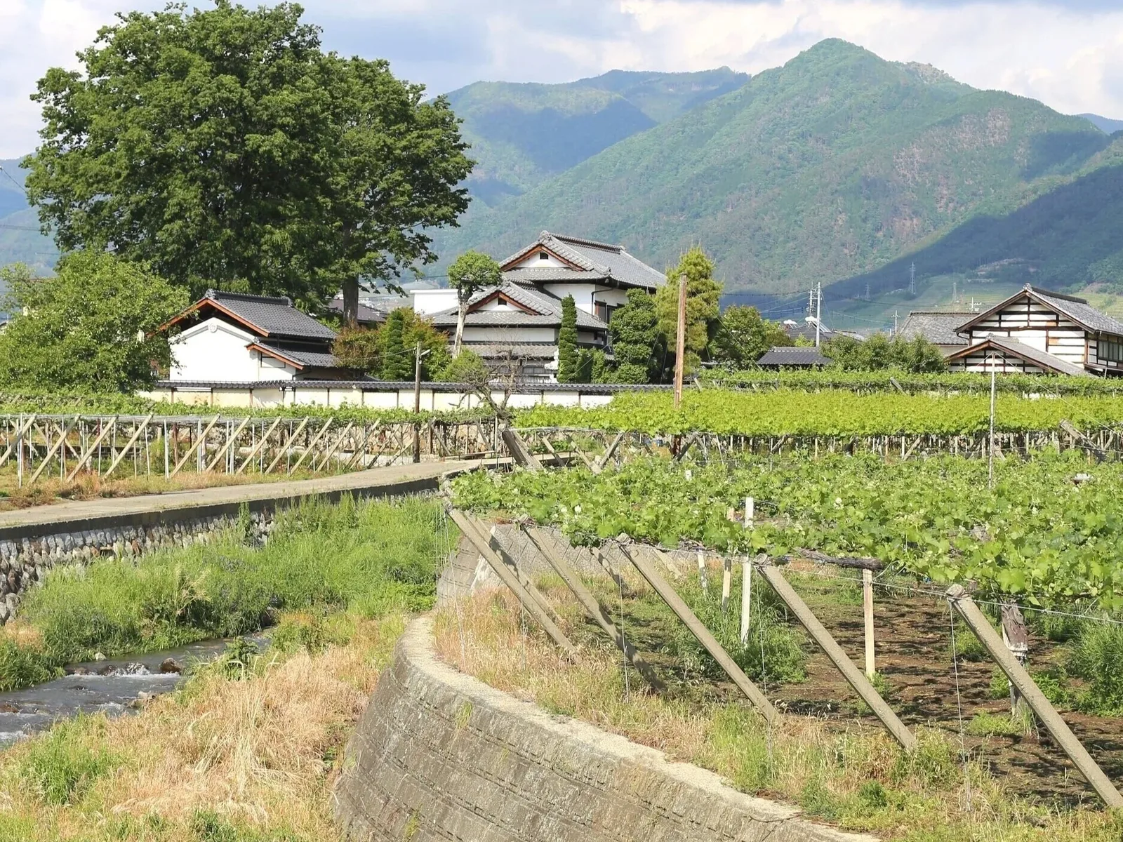 Vineyards in Tokyo