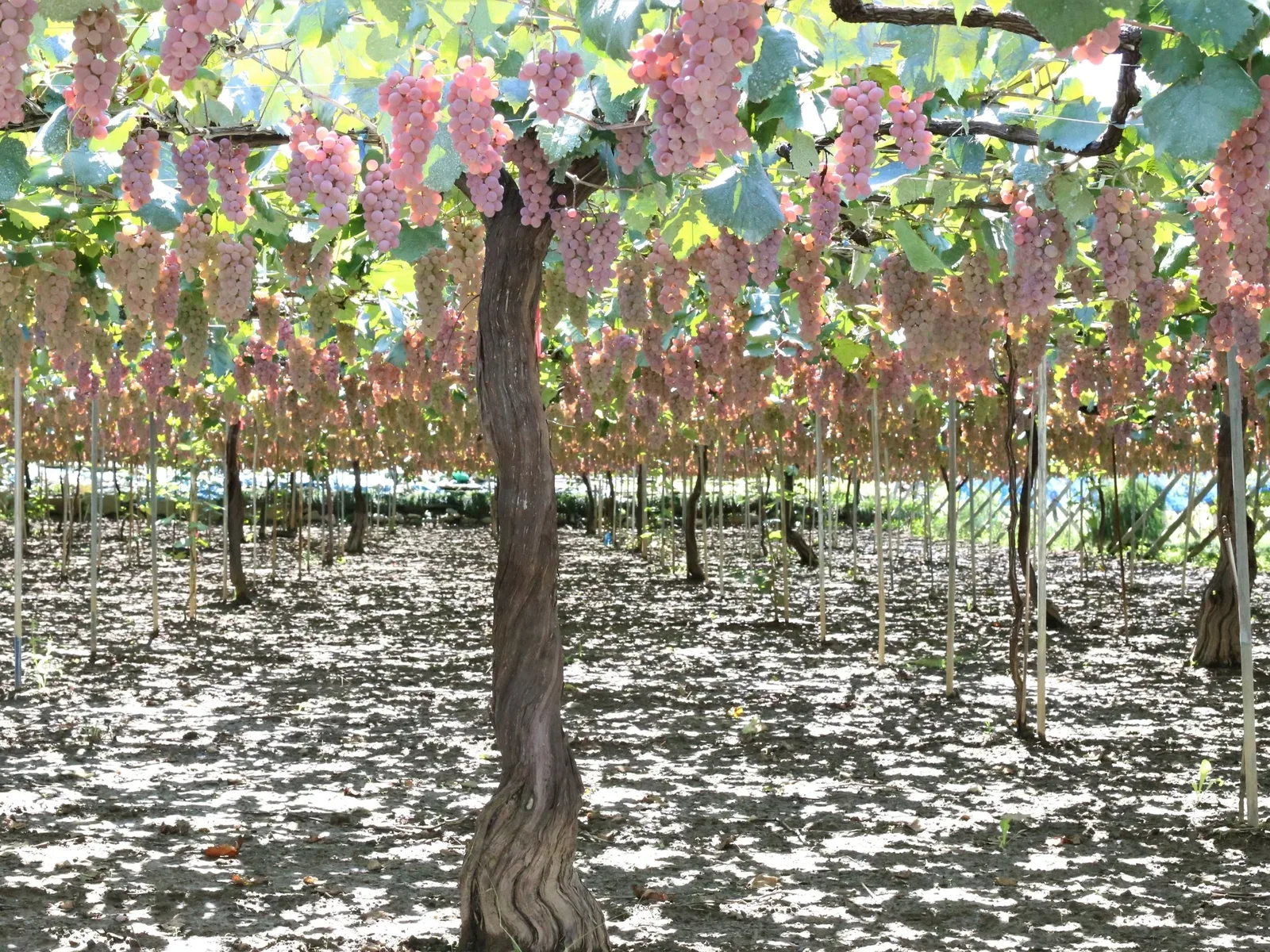 Vineyards in Tokyo