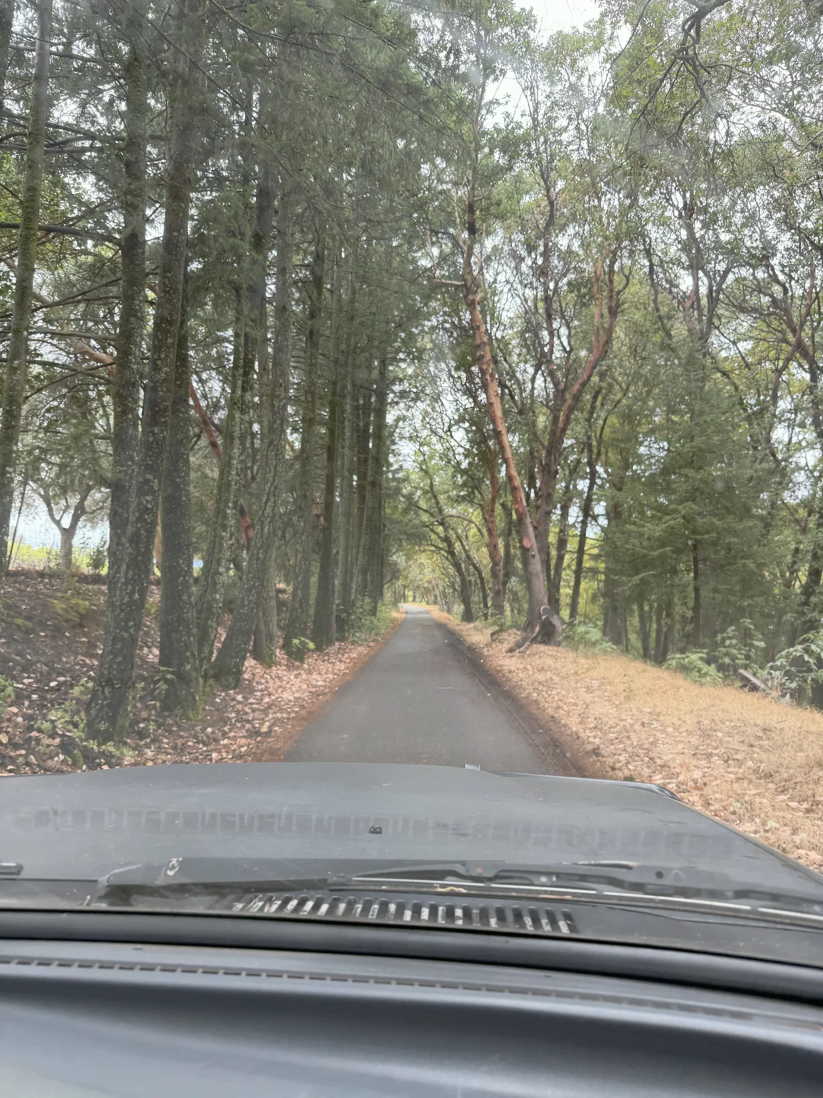 Forested Howell Mountain road seen over the hood of Dunn Vineyards' older Land Cruiser