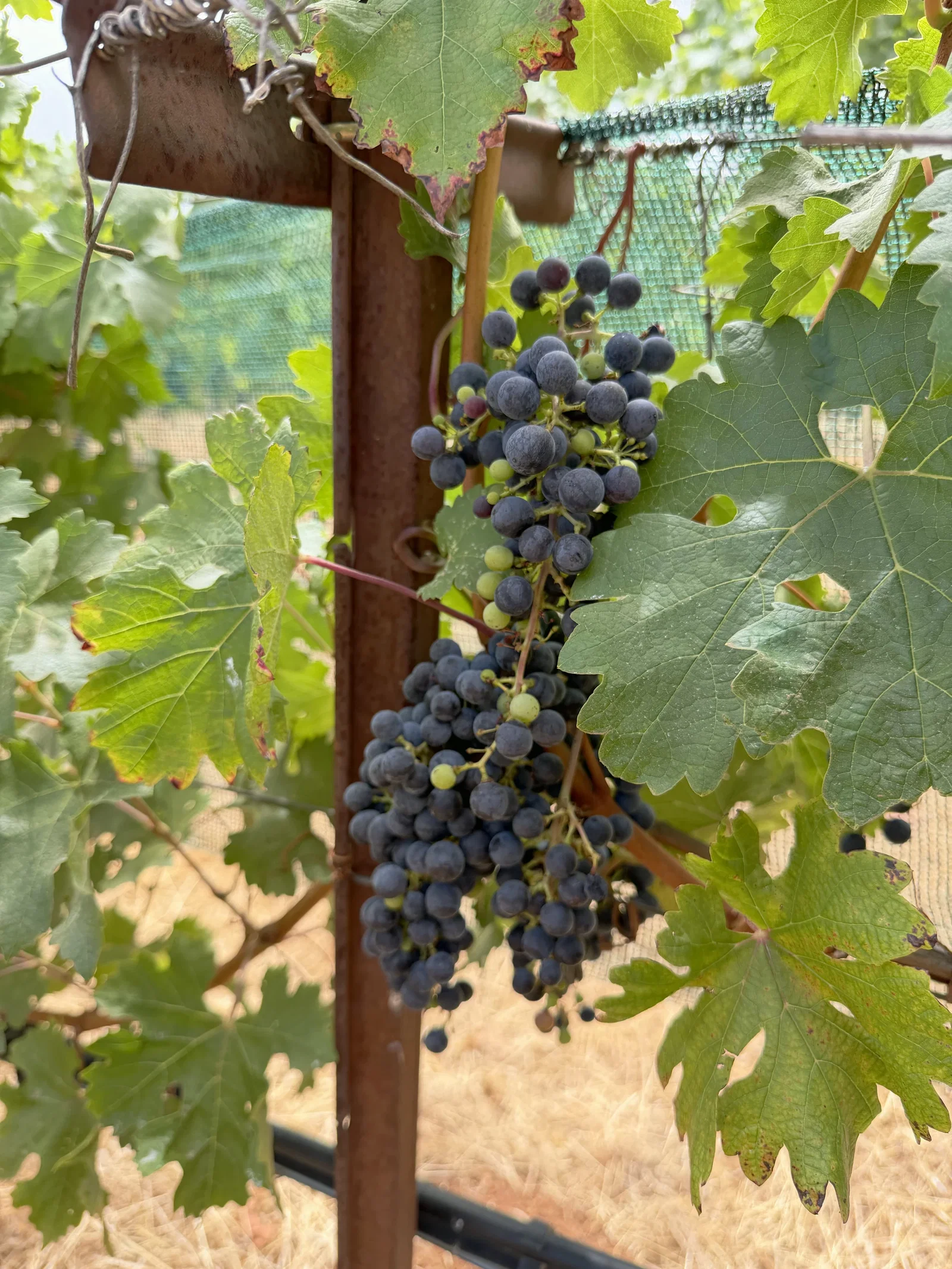 Small thick-skinned Cabernet Sauvignon cluster at Dunn Vineyards on Howell Mountain