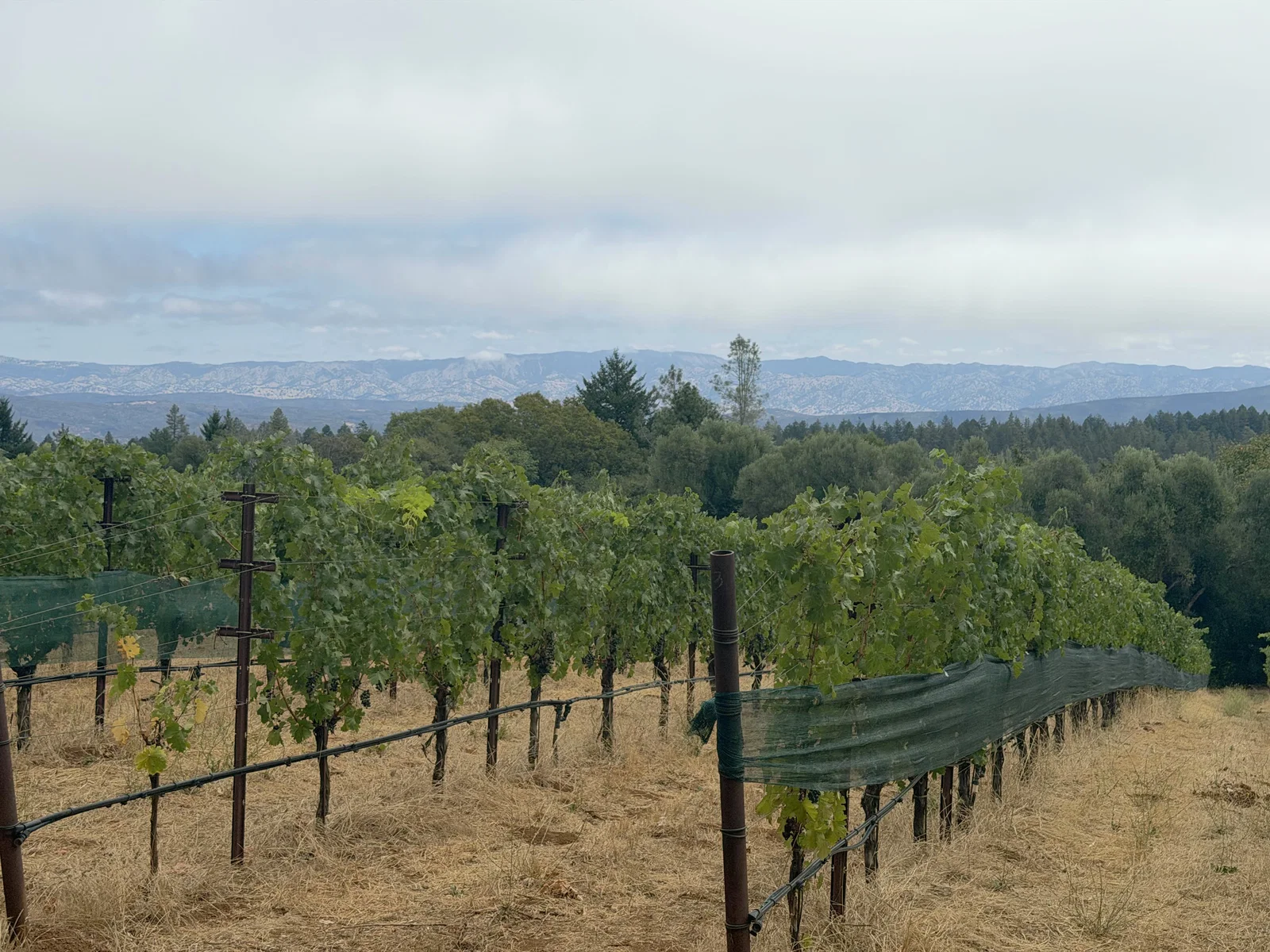 Broad view of Dunn Vineyards Cabernet rows on Howell Mountain with the Mayacamas beyond
