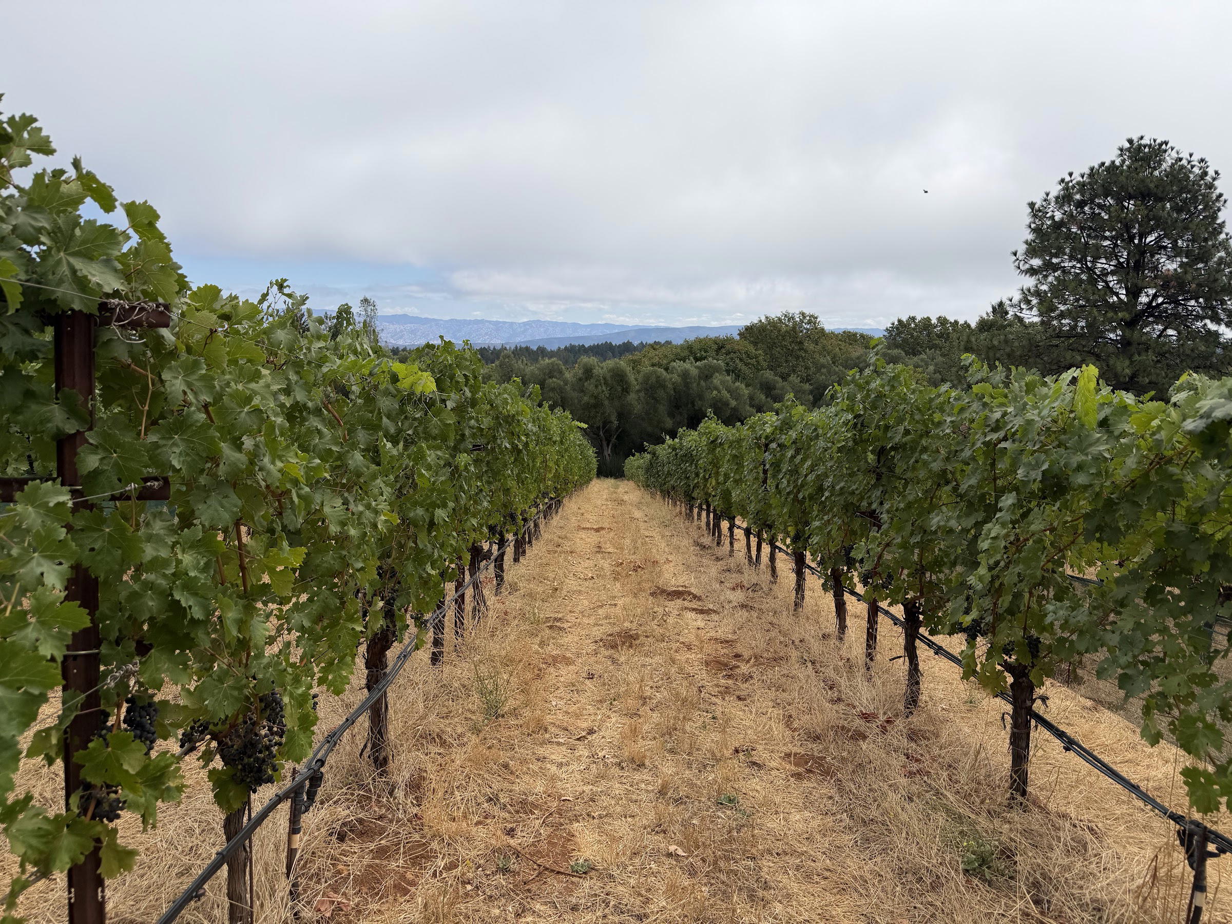 Dunn Vineyards Review: A Family Tour Above the Fog