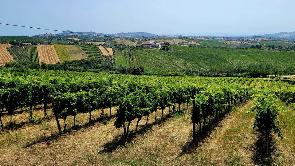 Vines around Torano Nuovo, in the hills of Abruzzo's Teramo province.