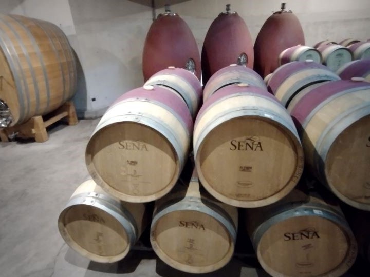 Oak wine barrels branded 'SEÑA' are stacked in a cellar, with several large, egg-shaped fermentation vessels visible in the background.