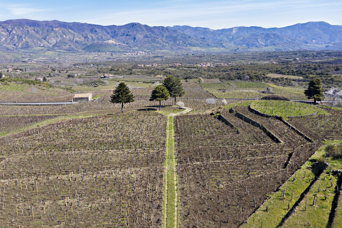 Aerial view of organized vineyard plots with support stakes, green grass pathways between sections, two trees in the center, and mountains rising in the background under clear sky.