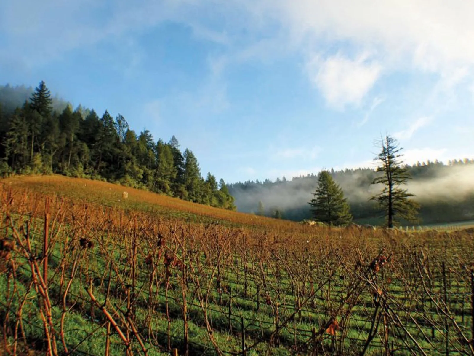 Vineyards in Napa Valley