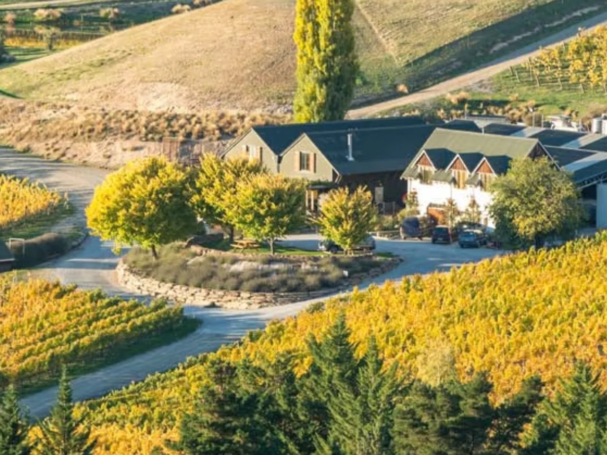 Felton Road: Autumn-golden vineyards blanket the Bannockburn hillside, leading to the winery complex.