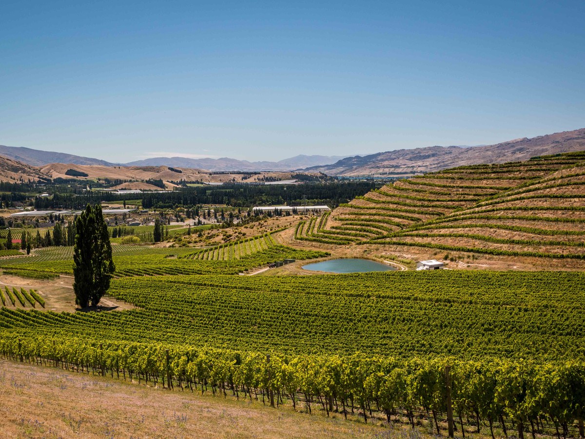 Felton Road: Terraced vineyards and dry hills frame the journey to Bannockburn, Central Otago, New Zealand.