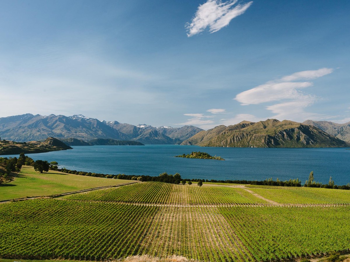An elevated view of Rippon Vineyard, with rows of green grapevines in the foreground, Lake Wānaka, and snow-capped Southern Alps mountains.