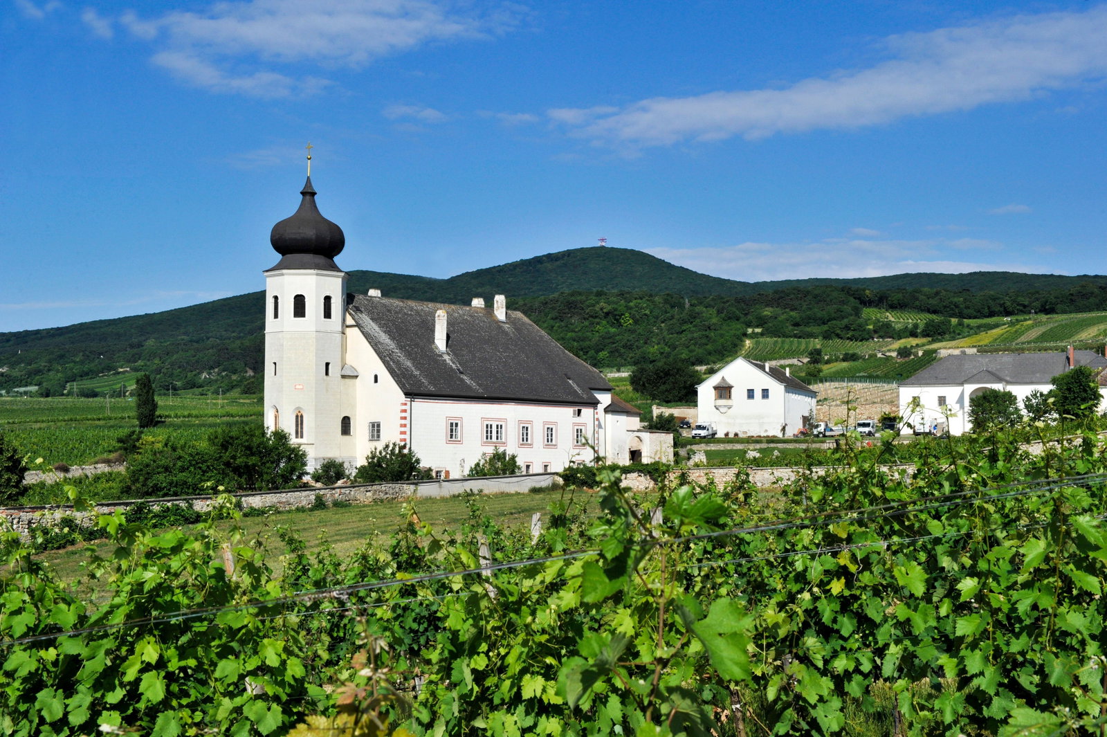 A white church with a black domed steeple stands amidst green vineyards under a blue sky with white clouds.